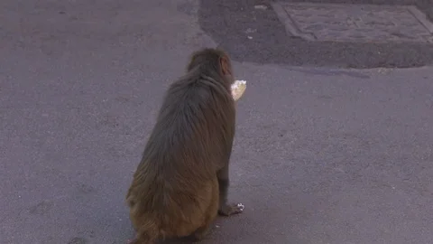 Monkey eating piece of cake on the road  Full HD Stock Footage 89789940