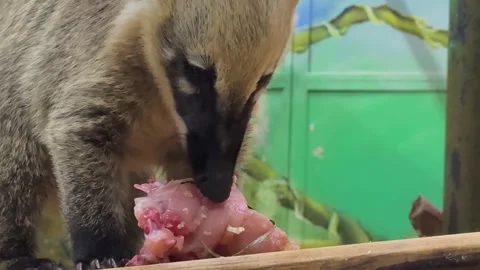 A monkey is eating a piece of meat 库存影片 276310285