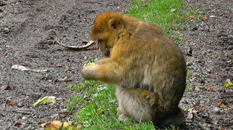 Monkey Eating Pineapple Stock Footage 34444918