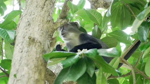 Monkey eating Pizza in the forest Stock-Footage 147862004