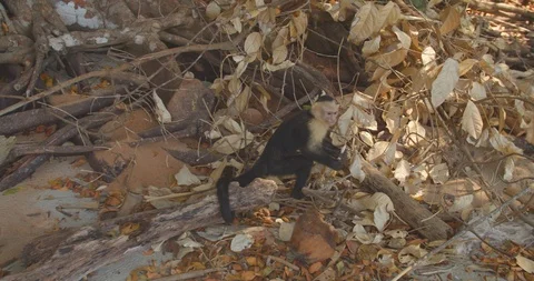 Monkey eating plants on the beach Stock Footage 108601718