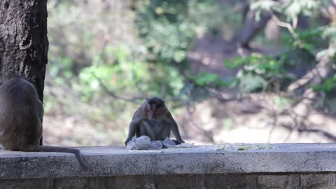 Monkey eating from plastic bag Stock Footage 180608211