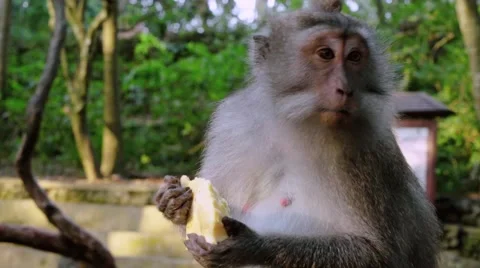 Monkey eating potato Stock Footage 56231913