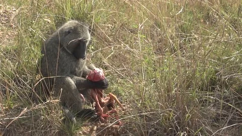 Monkey eating a prey at Murchison Park Uganda Video stock 100624100
