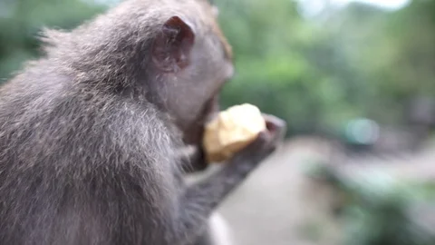 Monkey Eating on Railings Video stock 88221988