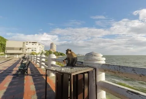 Monkey eating a ripe mango on the trash. Stock Photos