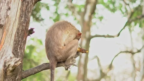 Monkey eating roasted corn on the iron fence Stock Footage 246992488