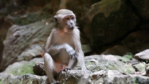 Monkey eating on rock Stock Footage 104417585