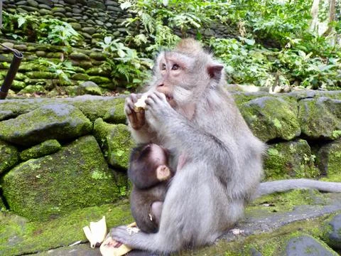 Monkey eating in Sacred Monkey Forest Sanctuary, Ubud, Bali, Indonesia Stock Photos