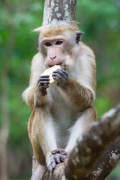 Monkey eating sitting on a branch of a tree. Stock-Fotos