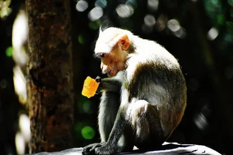 A Monkey is eating something Stock Photos