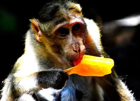 A Monkey is eating something Stock Photos