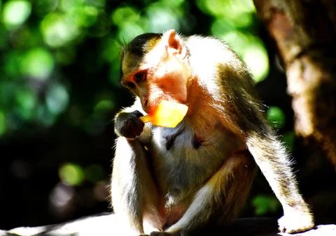 A Monkey is eating something Stock Photos