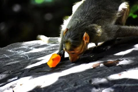 A Monkey is eating something Stock Photos