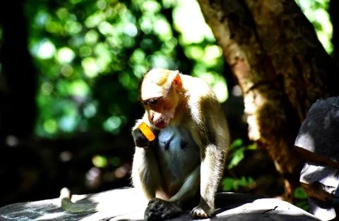 A Monkey is eating something Stock Photos