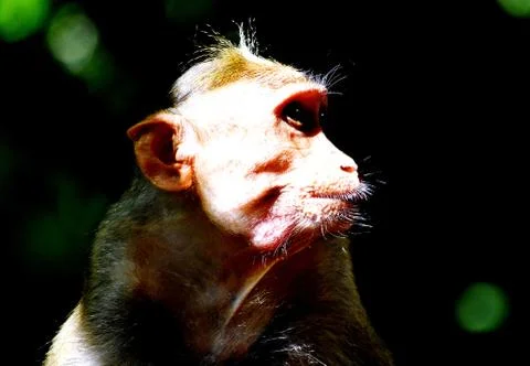 A Monkey is eating something Stock Photos
