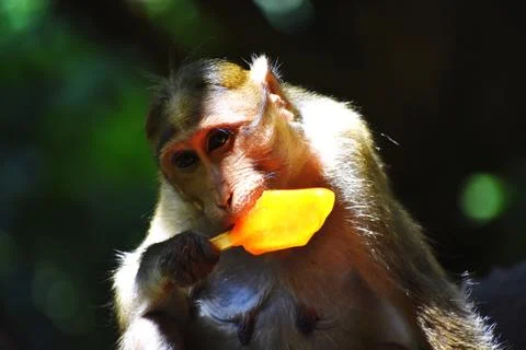 A Monkey is eating something Stock Photos
