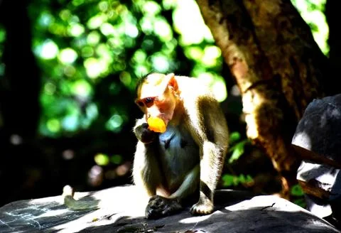 A Monkey is eating something Stock Photos