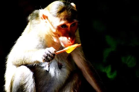 A Monkey is eating something Stock Photos