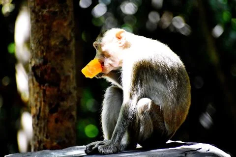 A Monkey is eating something Stock Photos