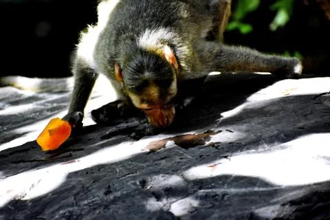 A Monkey is eating something Stock Photos