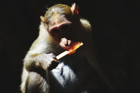 A Monkey is eating something Stock Photos