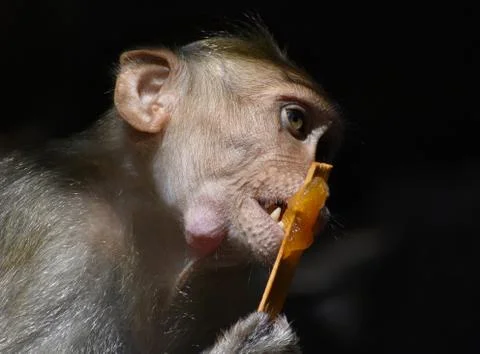 A Monkey is eating something Stock Photos