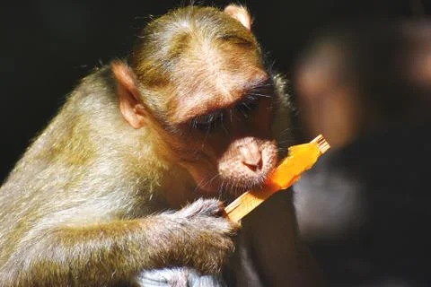 A Monkey is eating something Stock Photos