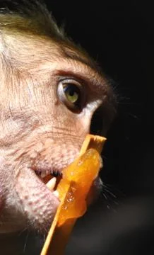 A Monkey is eating something Stock Photos