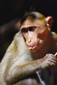 A Monkey is eating something Stock Photos