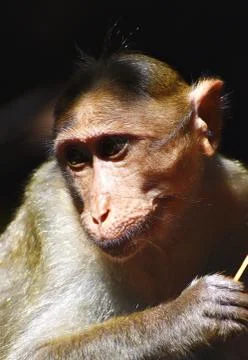 A Monkey is eating something Stock Photos