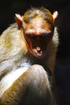 A Monkey is eating something Stock Photos