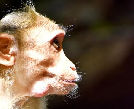 A Monkey is eating something Stock Photos