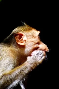 A Monkey is eating something Stock Photos