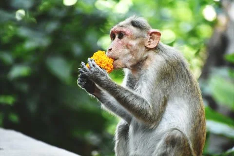 A Monkey is eating something Stock Photos