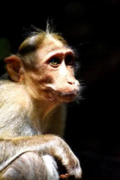 A Monkey is eating something Stock Photos