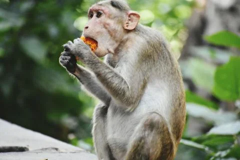 A Monkey is eating something Stock Photos