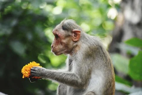 A Monkey is eating something Stock Photos