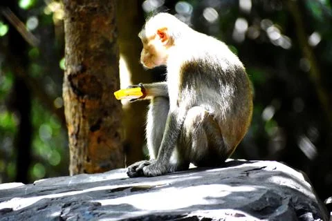 A Monkey is eating something Stock Photos