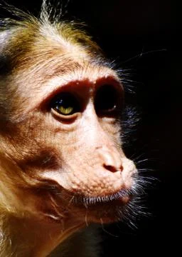 A Monkey is eating something Stock Photos