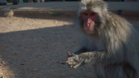 Monkey Eating stones in the shadow Stock Footage 111912542