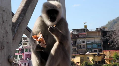 Monkey Eating on a Street Stock Footage 41244594