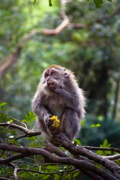 Monkey eating on a tree branch in Ubud, Bali monkey forest Indonesia Stock Photos