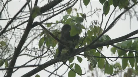 Monkey eating from tree in the Congo 2 Video stock 11140509