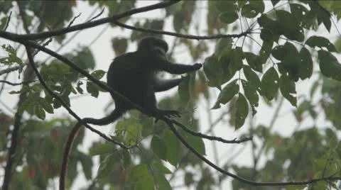 Monkey eating from tree in the Congo Video stock 11142551