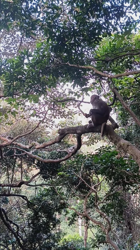 Monkey eating on a tree Stock Footage 260161734