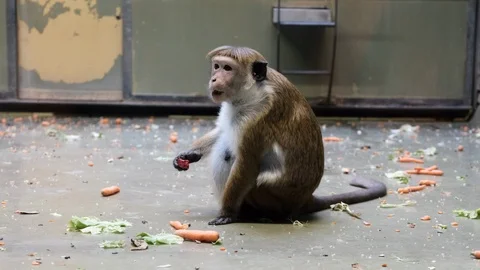 Monkey eating vegetables at the zoo Berlin Germany Stock Footage 110775762