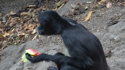 Monkey eating watermelon Stock Footage 287379775