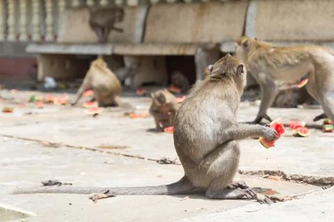 Monkey eating watermelon Stock Photos