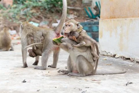 Monkey eating watermelon Stock Photos